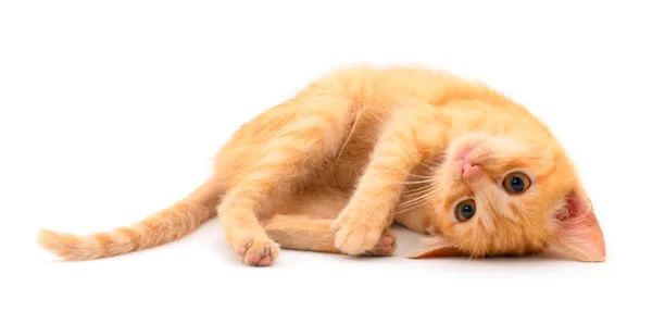 Pequeño gatito rojo . — Foto de Stock