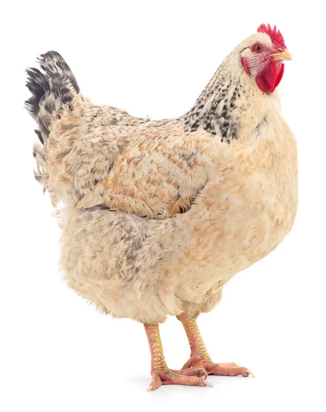 Brown hen isolated. — Stock Photo, Image