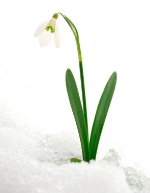 kardelen çiçek üzerinde beyaz izole.