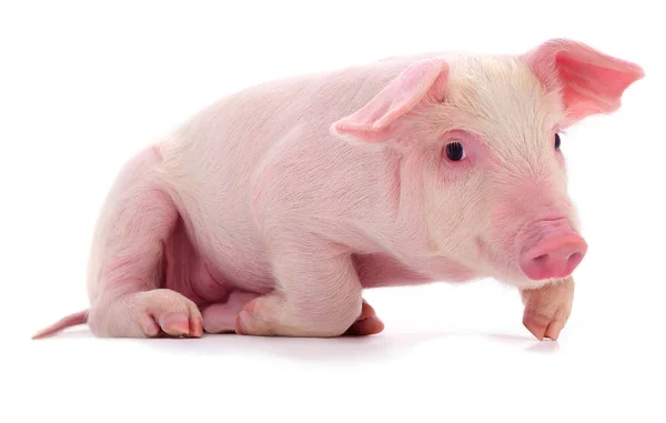 Pequeño cerdo rosa aislado . — Foto de Stock