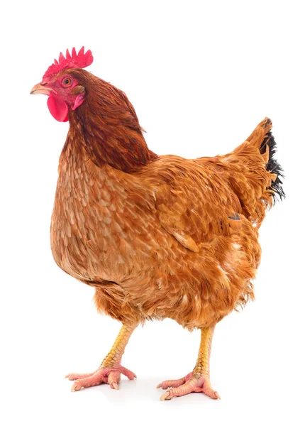 Gallina marrón aislada . — Foto de Stock