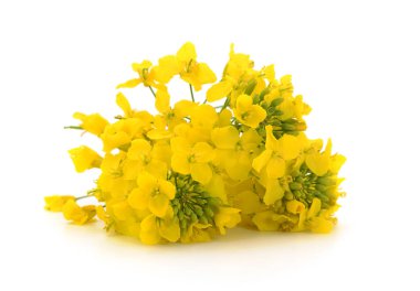 Taze kanola çiçekleri.