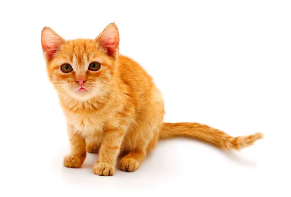 Küçük kırmızı kedi. — Stok fotoğraf