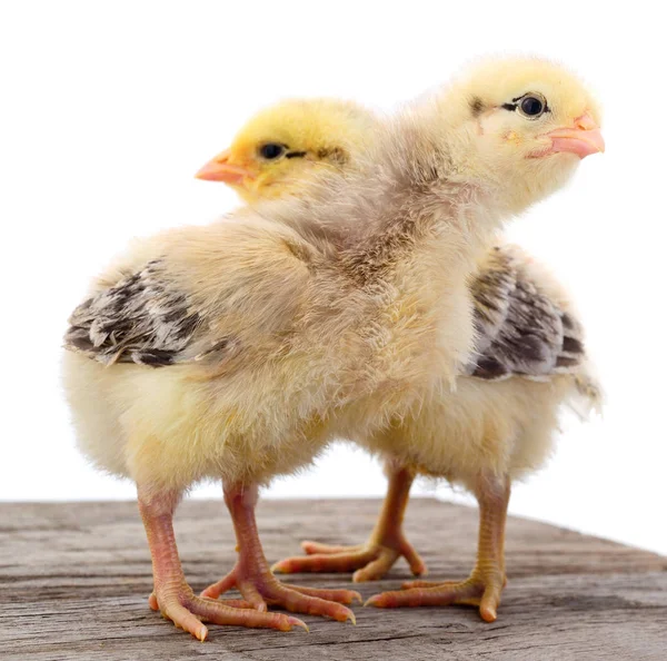 Dos pollos amarillos . —  Fotos de Stock