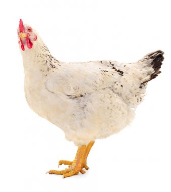 Beyaz tavuk izole.
