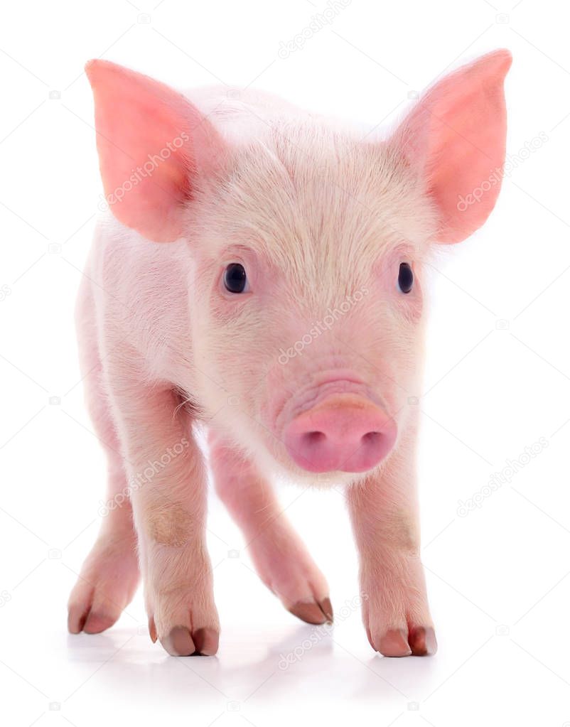 Small pink pig isolated.