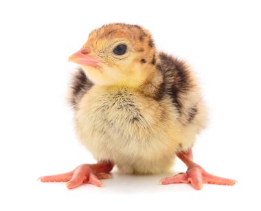 Küçük tavuk Türkiye.