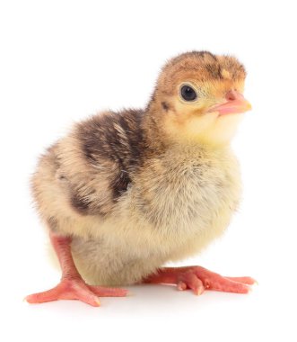 Küçük tavuk Türkiye.