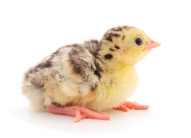 Küçük tavuk Türkiye.