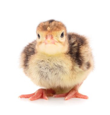 Küçük tavuk Türkiye.