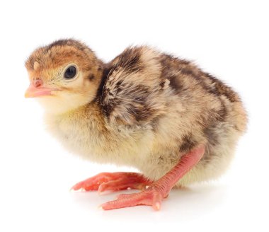 Küçük tavuk Türkiye.