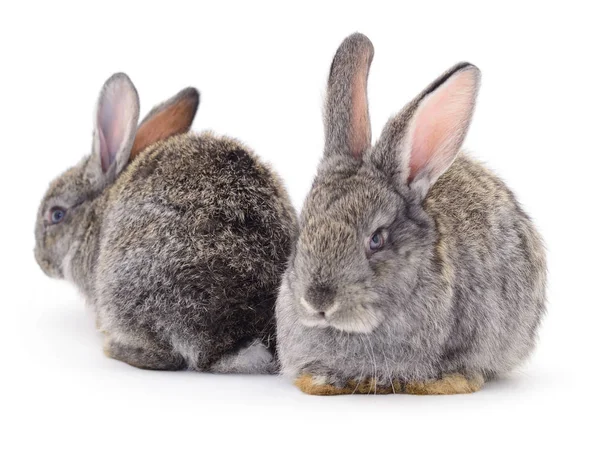 Grijze konijnen geïsoleerd. — Stockfoto