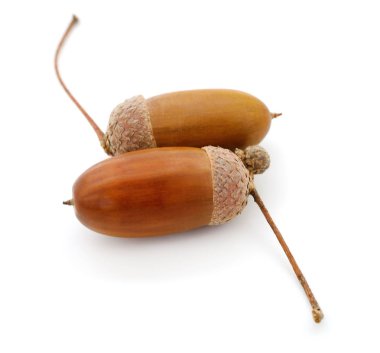 Yaprak ile meşe meşe palamutları. 