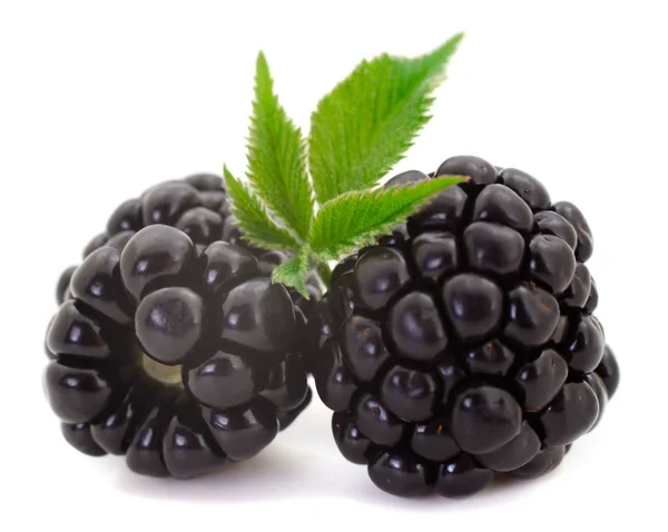 Kelompok blackberry matang . — Stok Foto