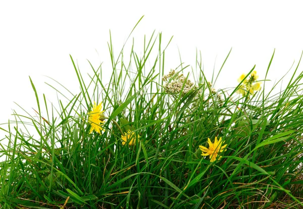 Świeża zielona trawa. — Zdjęcie stockowe