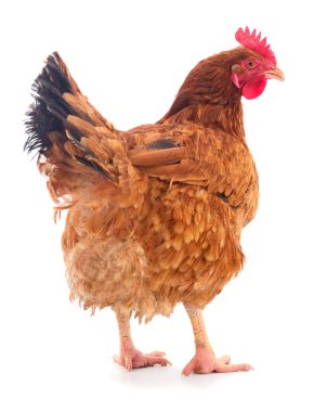 izole kahverengi tavuk.