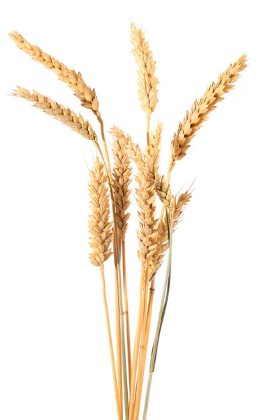 群的成熟的小麦的耳朵. — 图库照片
