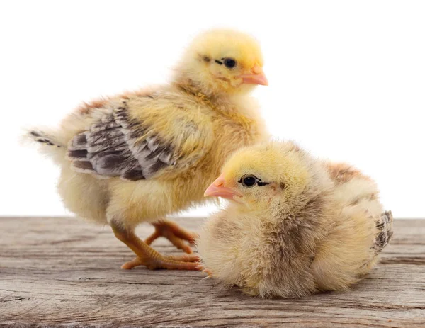 Dos pollos amarillos . —  Fotos de Stock