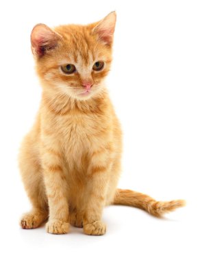 küçük kırmızı kedi.