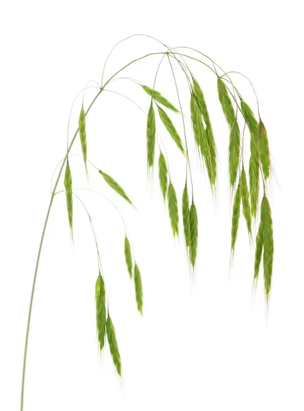 An oat inflorescence. — Stock Photo, Image