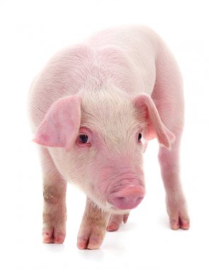 Küçük pembe domuz izole.