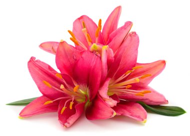 üç kırmızı lily.