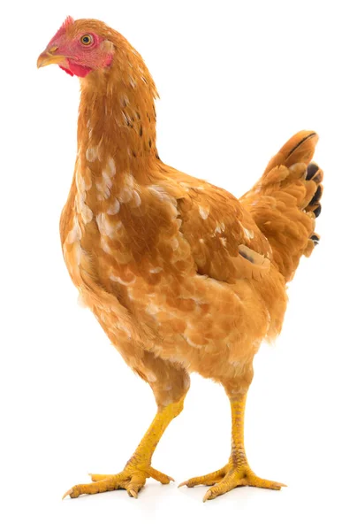 Brown hen isolated. — Stock Photo, Image