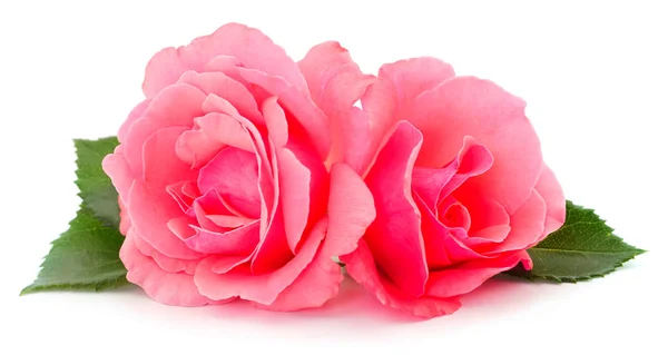 Ροζ τριαντάφυλλα λουλουδιών. — Φωτογραφία Αρχείου