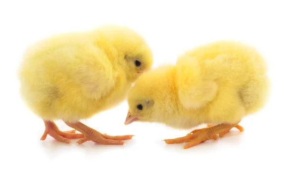 Две жёлтые курицы . — стоковое фото