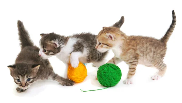 Três gatos com bolas . — Fotografia de Stock