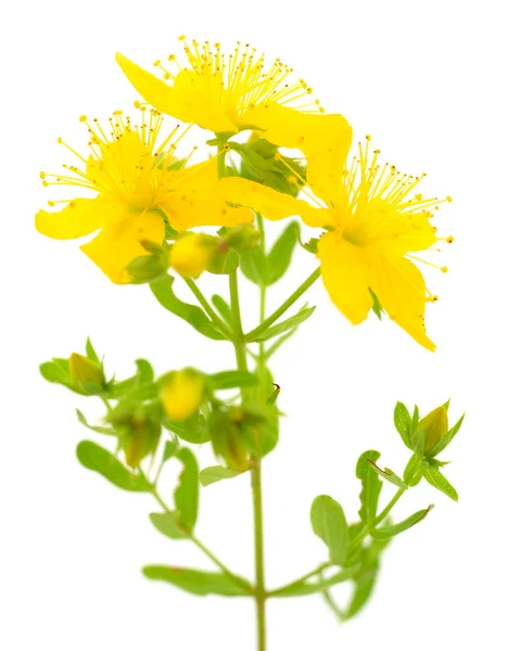 Orbáncfű, orbáncfű bokor sárga virága, gyógynövény-készítmények. — Stock Fotó