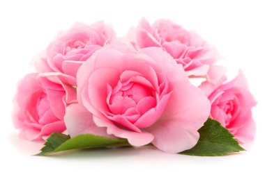 pembe gül çiçeği.