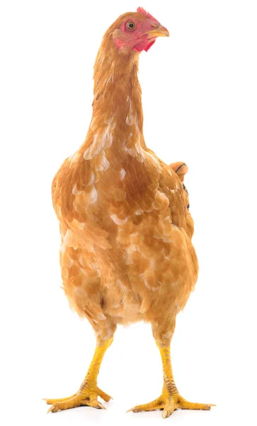 Gallina marrón aislada . — Foto de Stock