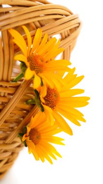Sarı çiçek Rudbeckia, (mini ayçiçeği) sepette.