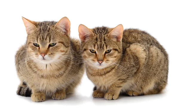 Dos gatos de casa marrones . — Foto de Stock