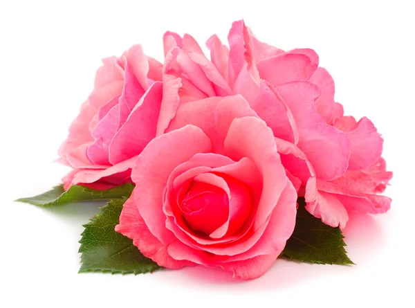 Roze roos bloem. — Stockfoto