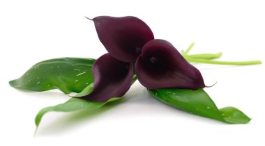 Yeşil yaprakları ile çiçeklenme kırmızı Cala.