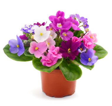 Menekşe güzel çiçekler.