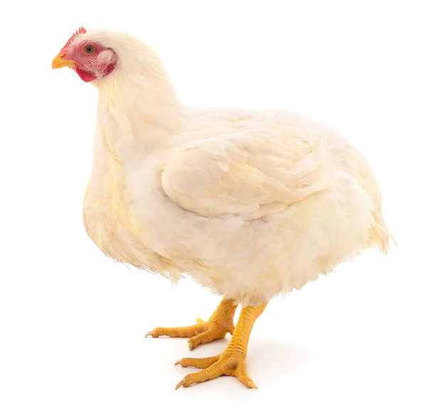 White hen isolated. — Stock Photo, Image