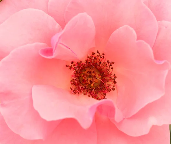 Różowy kwiat róży. — Zdjęcie stockowe
