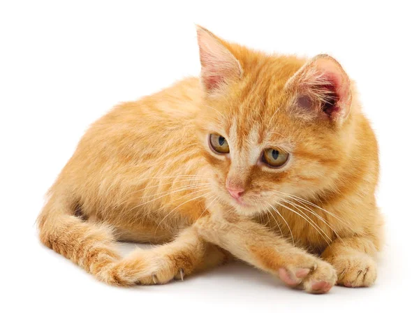 Küçük kırmızı kedi. — Stok fotoğraf