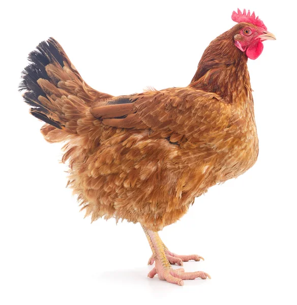 Gallina marrón aislada . — Foto de Stock