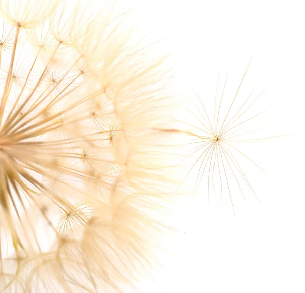 Bir karahindiba izole.