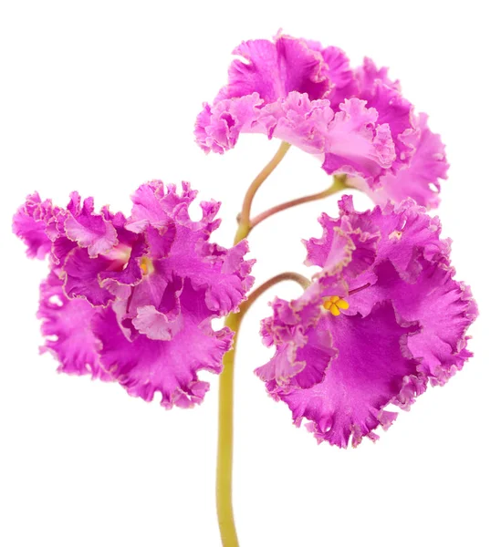Violette bellissimi fiori, sfondo . — Foto Stock