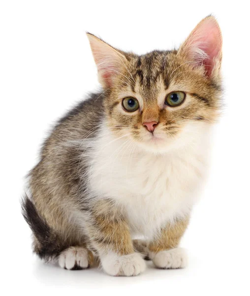 Küçük kahverengi yavru kedi. — Stok fotoğraf