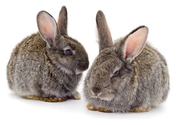 Grijze konijnen geïsoleerd. — Stockfoto