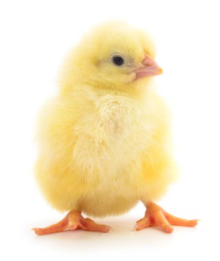 izole küçük tavuk.