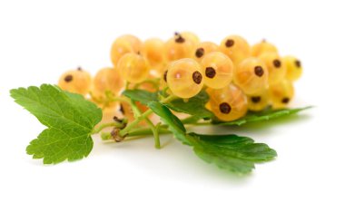 Frenk üzümü meyve.