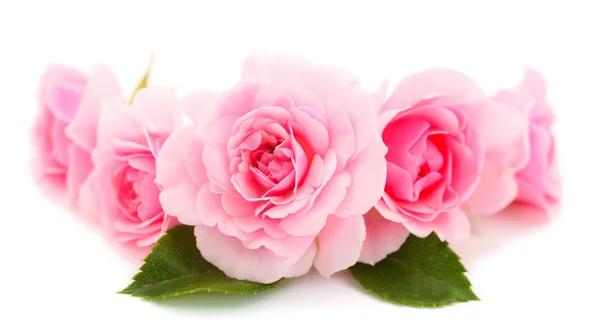 pembe gül çiçeği.