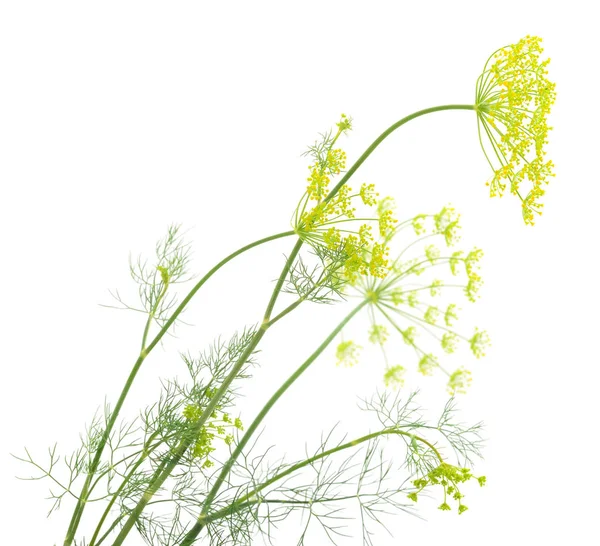 Taze yeşil dereotu bitki yaprakları şube atış kapatın.